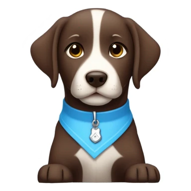Chocolate labrador adorable little puppy with small white fur on chest and cute blue collar sticker