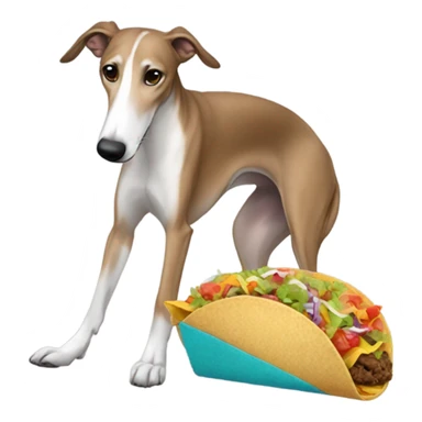 Greyhound with taco sticker
