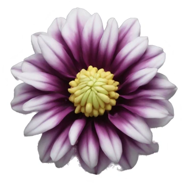 black dahlia flower sticker