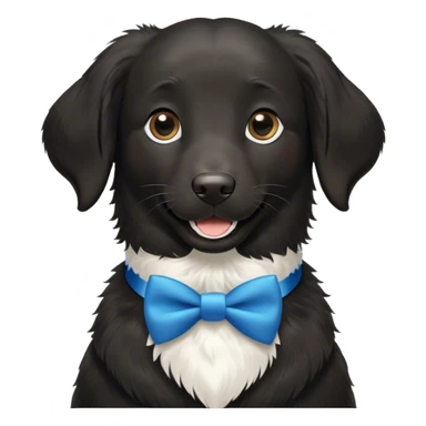 Black, flat-coated retriever, smooth fur with  fluffy ears, smiling face, small patch of white fur in her lower chest, blue bow tie collar sticker