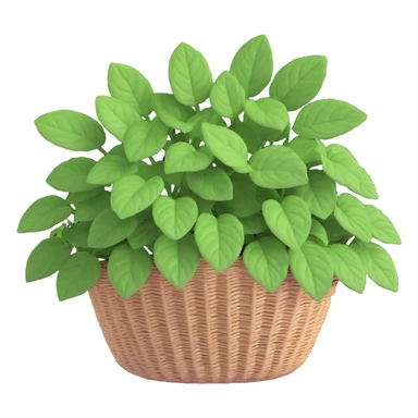 Plectranthus Verticillatus Swedish Ivy with trailing stems and perfectly round circular leaves in a coconut fiber basket sticker