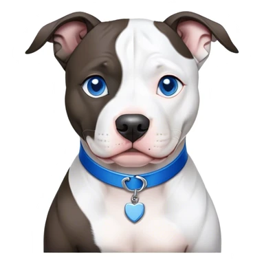 Black and white pit bull, white in the middle of the snout, white chest, white tips of the paws, blue eyes, with a blue sticker