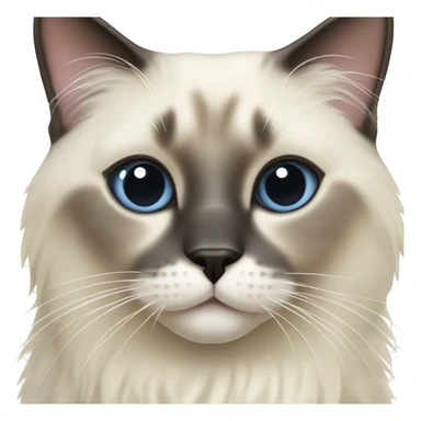 seal point ragdoll cat sticker