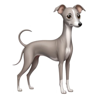 grey italian greyhound dog sticker