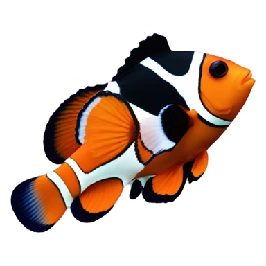 a clownfish in coral reefs and the clownfish has an orange body and black and white stripes. sticker