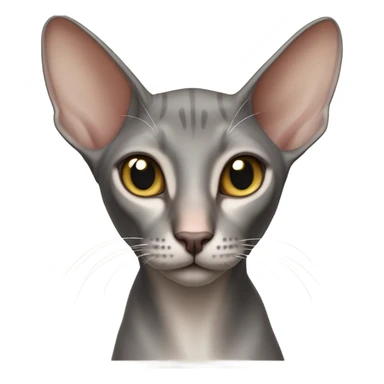Oriental shorthair cat sticker