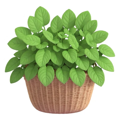 Plectranthus Verticillatus Swedish Ivy with trailing stems and perfectly round circular leaves in a coconut fiber basket sticker