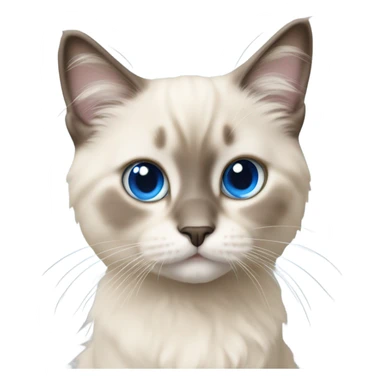 beige baby ragdoll cat blue eyes sticker