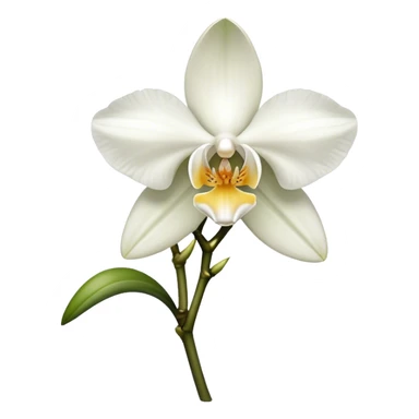 single white Dendrobium Orchid sticker