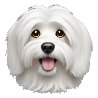 Coton de tulear  sticker