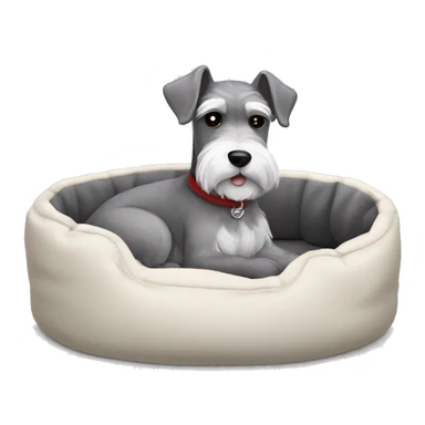 Grey and white mini schnauzer full body asleep in dog bed      sticker