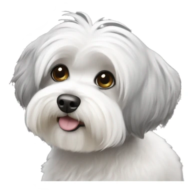 Havanese  bichon white and Grey sticker