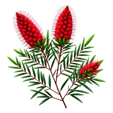 Cinematic Realistic Callistemon Emoji, Vibrant and striking, with spiky red flowers resembling a bottlebrush. The slender leaves create a fine backdrop to the bold blooms, while the plant exudes energy and vitality. Soft glowing outline, capturing the essence of strength, color, and natural beauty in a brilliant callistemon tree! sticker