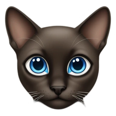 dark brown and black siamese Cat with blue eyes and white chin sticker