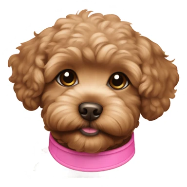 Golden dark brown maltipoo puppy with pink collar sticker