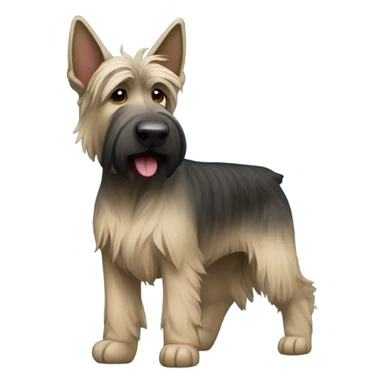 Berger picard black brindle sticker