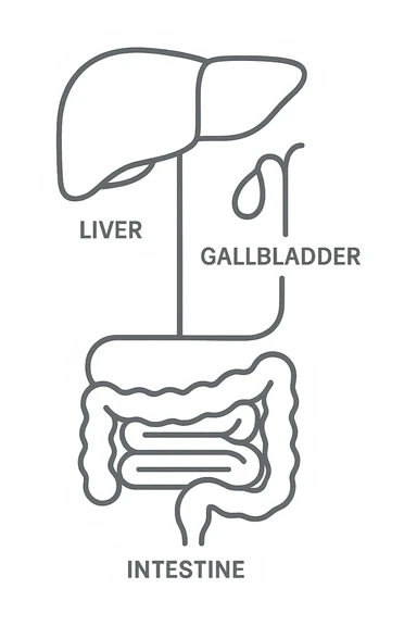 Connessione visiva con linee fegato , intestino e cistifellea sticker