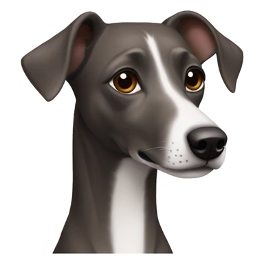 Dark Grey brown with no other color Formosa mountain dog and Italian greyhound mix no white on the face, dark brown eyes, ears up sticker