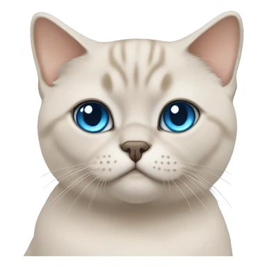 Beige British shorthair cat with blue eyes  sticker