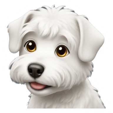 small white dog bishon  sticker