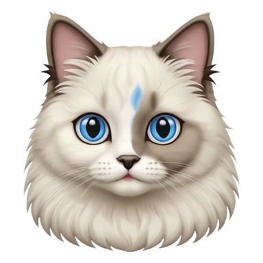 Bicolor seal point Ragdoll cat  sticker