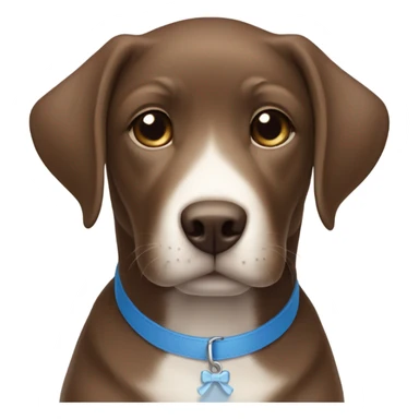 Brown lab puppy with small white patch on chest and subtle blue collar sticker