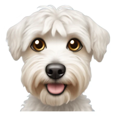 White yorkipoo with one blue eye one brown eye sticker