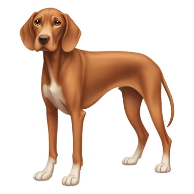Aging Vizsla dog. Standing. Long ears. Long legs. White-colored paws. Light face.  sticker