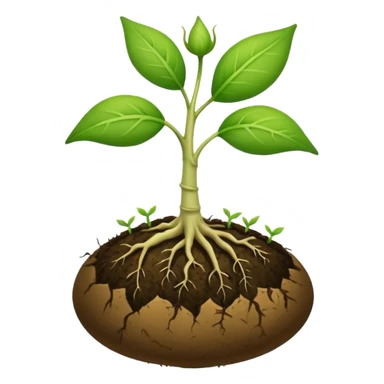 A seed germinating with a sprout sticking out of it  sticker