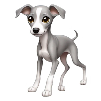 Full body Italian greyhound female puppy, gray color with white chest, shinning eyes jumping sticker