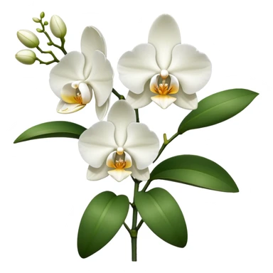 Single elegant orchid stem with several blooms on one stalk and a few green leaves at the base sticker