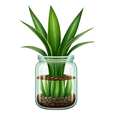 Sansevieria plant with straight leaves in glass jar pot sticker