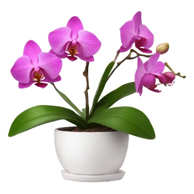 Pink orchid in white pot sticker