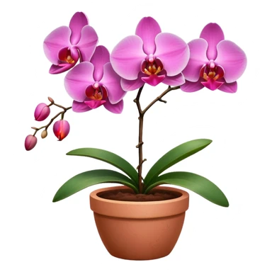 pink Orchid in a clay pot sticker