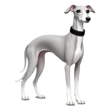 solid grey without white italian greyhound with black collar for sighthounds sticker