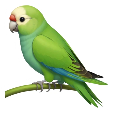 Green Quaker Parakeet sticker