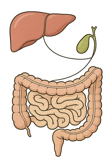 Connessione visiva con linee fegato , intestino e cistifellea sticker