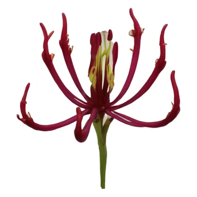 dark red gloriosa superba sticker