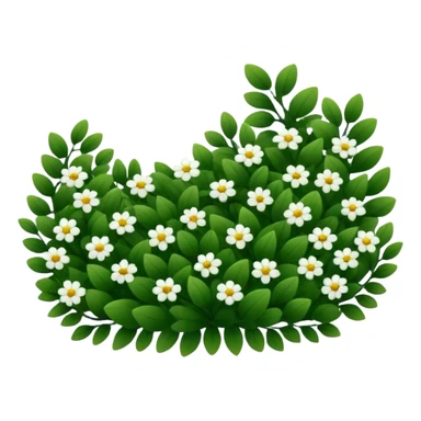 A dense bush with dark leaves and a curved organic shape with small white flower sticker