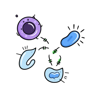 Antimicrobial action diagram: purple bacteria with detailed cell structure being attacked by blue shield-shaped antimicrobial molecules. Green arrows showing points of attack on cell wall and membrane. Hand-drawn scientific illustration with color-coded components. sticker