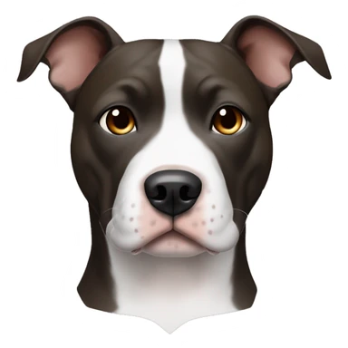 An amstaff pittbull with raised ears, all black, with brown eyes and white paws, and a white spot on his chest sticker