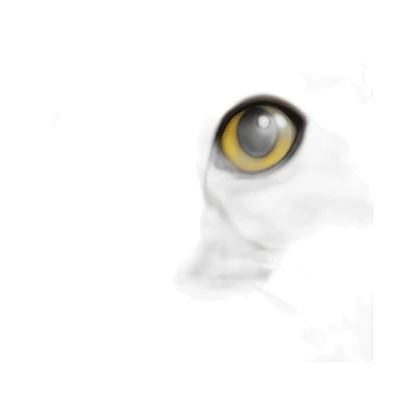 black-cat-with-white-breast-and-white-paws,-black-nose,-half-of-muzzle-white,-half-black,-yellow-eyes sticker