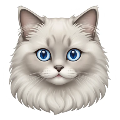 Fluffy gray ragdoll cat with blue eyes sticker
