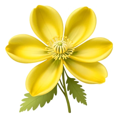 Yellow woodland anemone flowers sticker