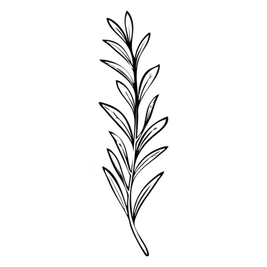 Rosemary herb with needle-like leaves on stems, botanical illustration sticker