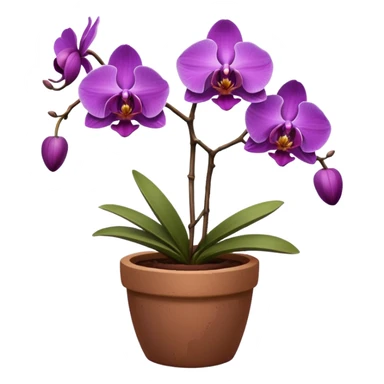 Purple Orchid in a clay pot sticker