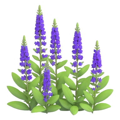 3D iOS style illustration of Salvia nemorosa, dense bush with upright purple flower spikes and green leaves, realistic and vibrant sticker