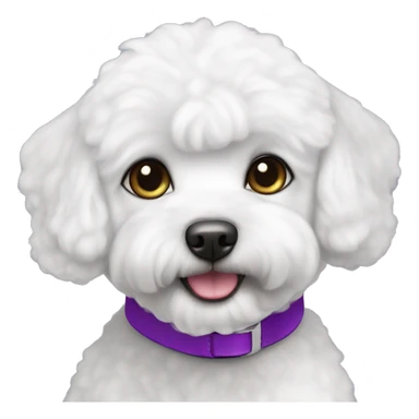 White bichon maltais with purple collar and grey eyes sticker