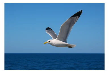 Seagull sticker