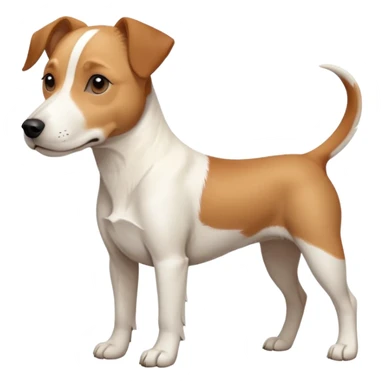 a full body facing front on of a buff white beagle cross jack russell terrier looking dog the size of a kelpie with light brown long ears resting on its face and a light brown patch above one eye and a large snout. the rest of the dog is completely white.  sticker